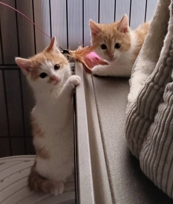 ハッチとコッチ