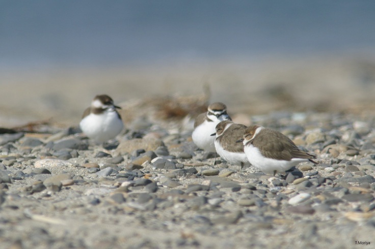 越冬期は集団で丸くなって過ごします。