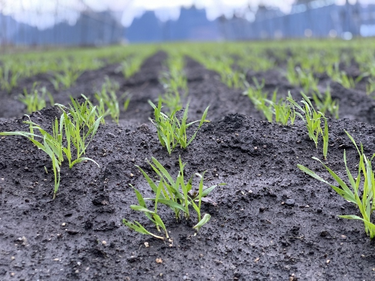 麦が順調に育ってくれて安心！　とてもかわいいです^ ^