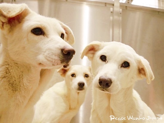 こちらをじっと見つめる多頭飼育崩壊から保護されたワンコたち