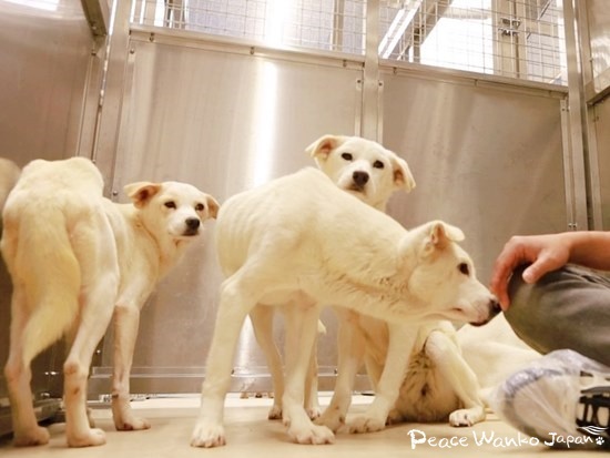 どの子も骨と皮だけでガリガリに瘦せています。