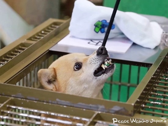 保護犬の中には人が怖くて歯をむき出して噛もうとする狂暴なワンコもいます