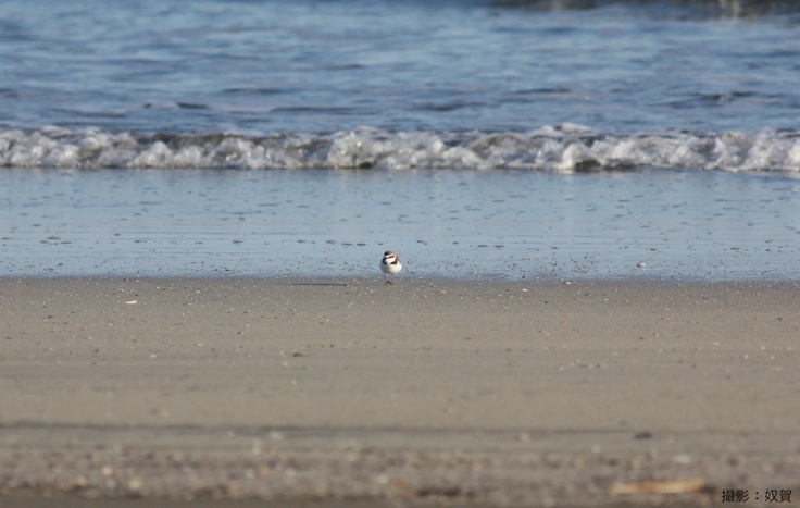 シロチドリの子育ては3月頃から。巣穴を掘ったオスがメスにアピールするところから始まります。
