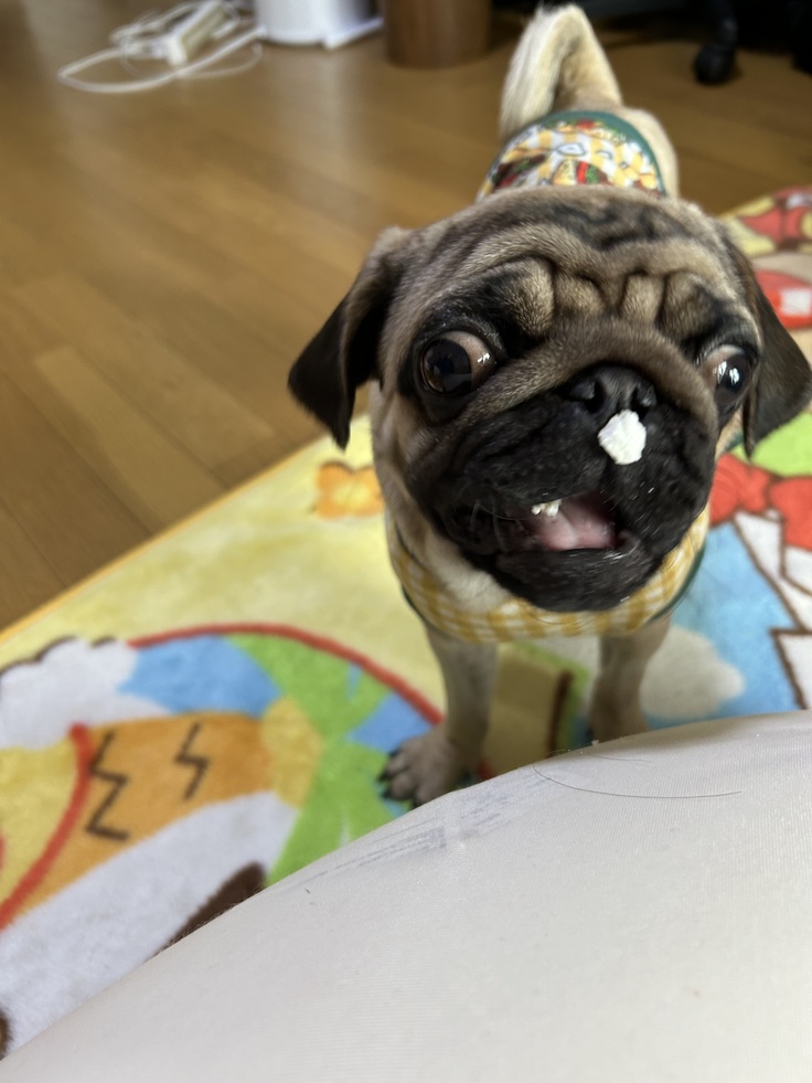 久しぶりのお菓子が嬉しすぎて、鼻についちゃっている様子