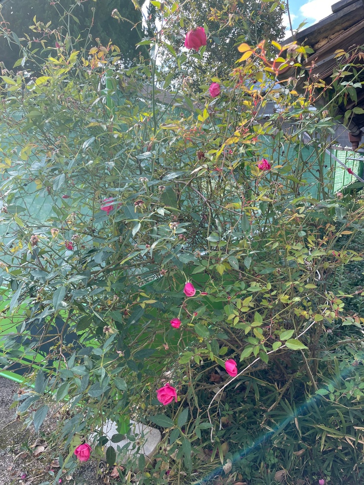 12月にも笑顔で迎えてくれる，中門横の「廉塾バラ」