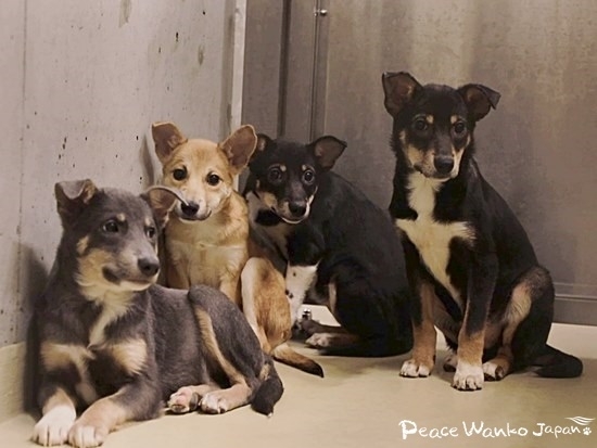 別の部屋で保護されている、譲渡が難しいと判断された行き場のないワンコたち