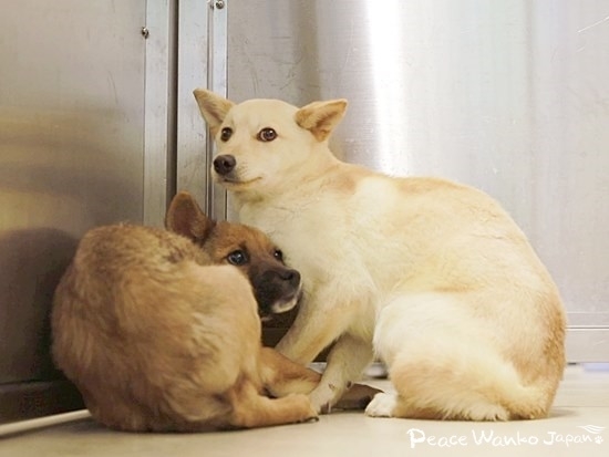 部屋の隅で固まっておびえている野犬の子たち
