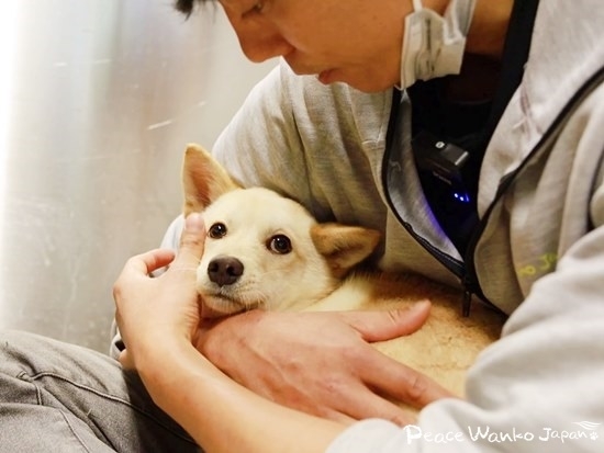 安倍になでられて穏やかな表情になったワンコ