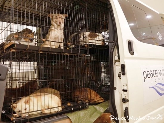 ピースワンコが保護する殺処分予定のワンコたち