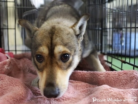 人間をうかがうように見るけがした野犬