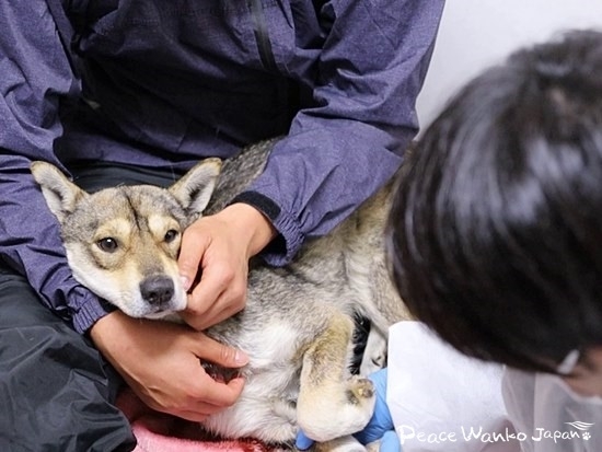 くくり罠にかかった野犬を診察する獣医師とスタッフ