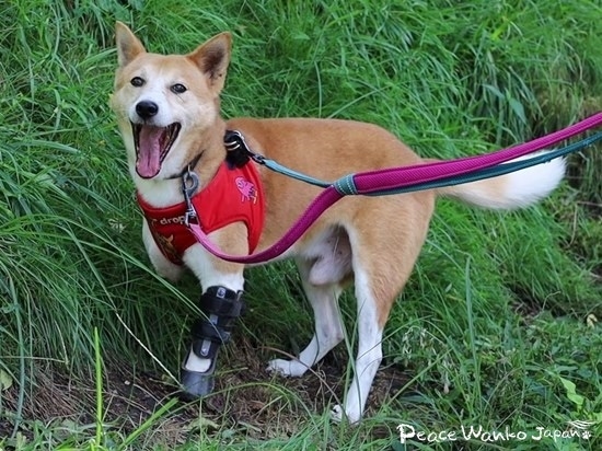 義足をつけて大好きな散歩をする元野犬の保護犬