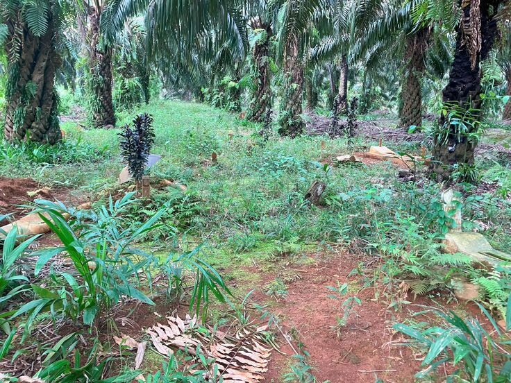 アブラヤシ植栽の間に造られた、農園労働者の墓