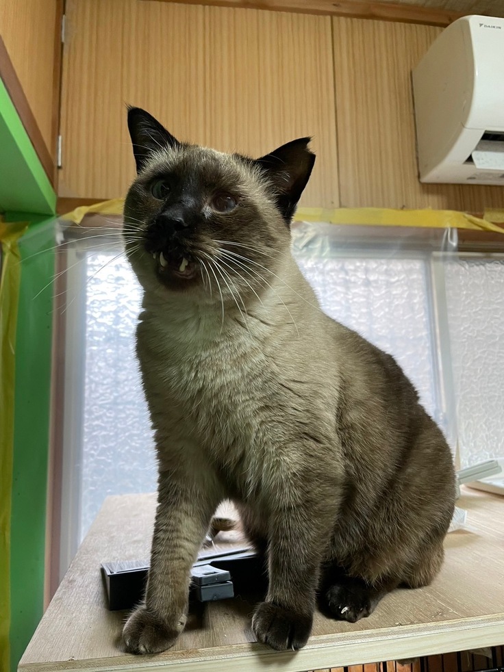 コピ。元気で甘えっ子でした