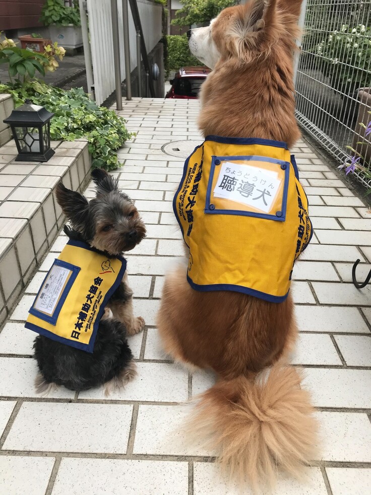 聴導犬エルモと守.jpg