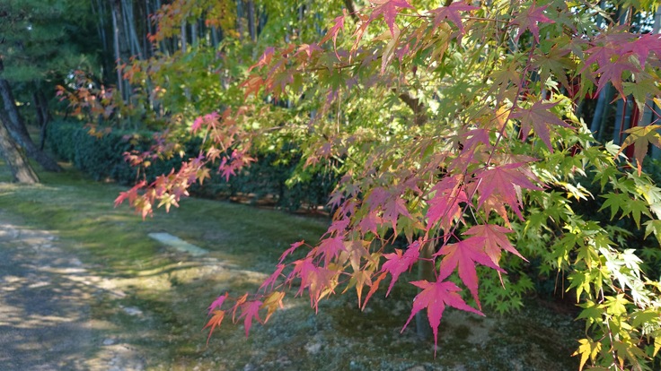写真は初めて研究会で発表したときの様子です