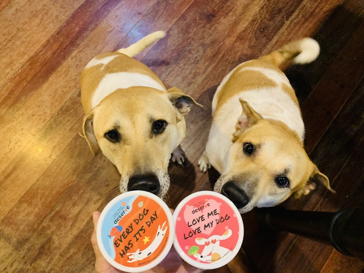 犬用のアイスクリームに喜ぶオチとサンダ