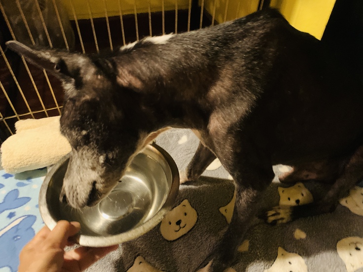 盲目の高齢犬　スティービー