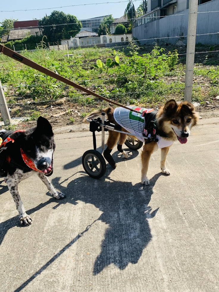 お散歩365日休暇なし。