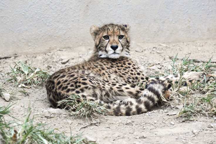 10月21日チーターの子供たち (4)cs.jpg