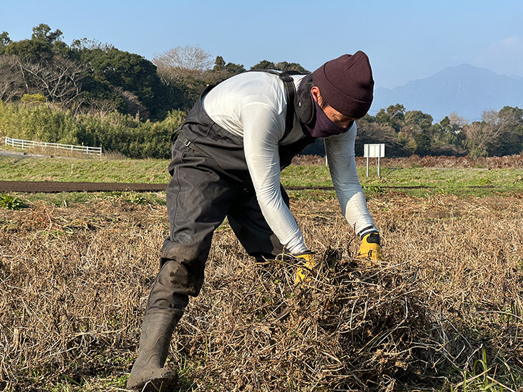原崎さんの収穫風景