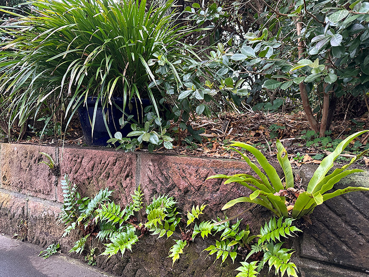 タニアさんの庭