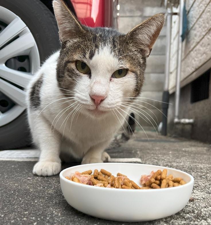 TNR組「通称パパ猫」