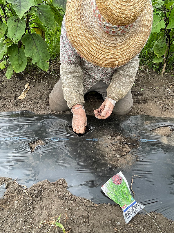 丹波大納言の種を植えるおばば