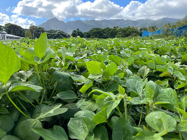 台風後の小豆畑