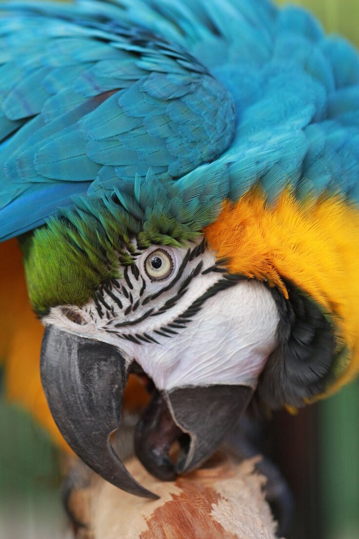 ルリコンゴウインコ「ジェイジェイ」