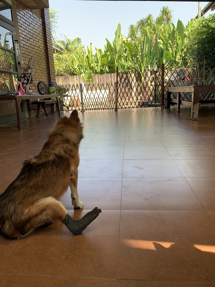 障害犬ギズモ君、工事中はお庭のほうに出られません