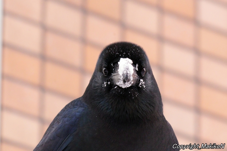 batch_IMGP95020113 (160).JPG