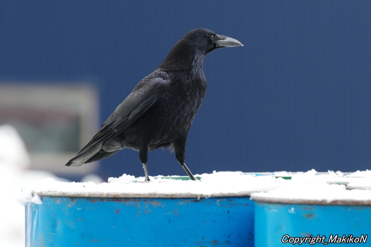 batch_IMGP52930109 (152).JPG