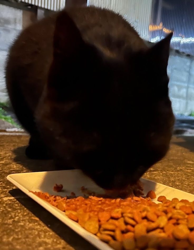 今日のTNRMチームから