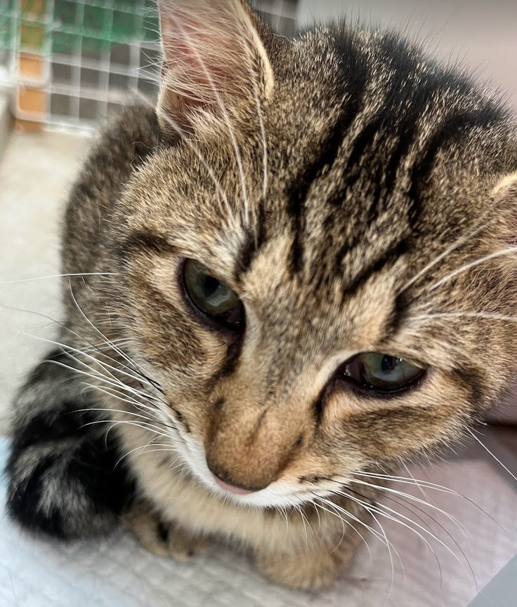 生前のレオンくん