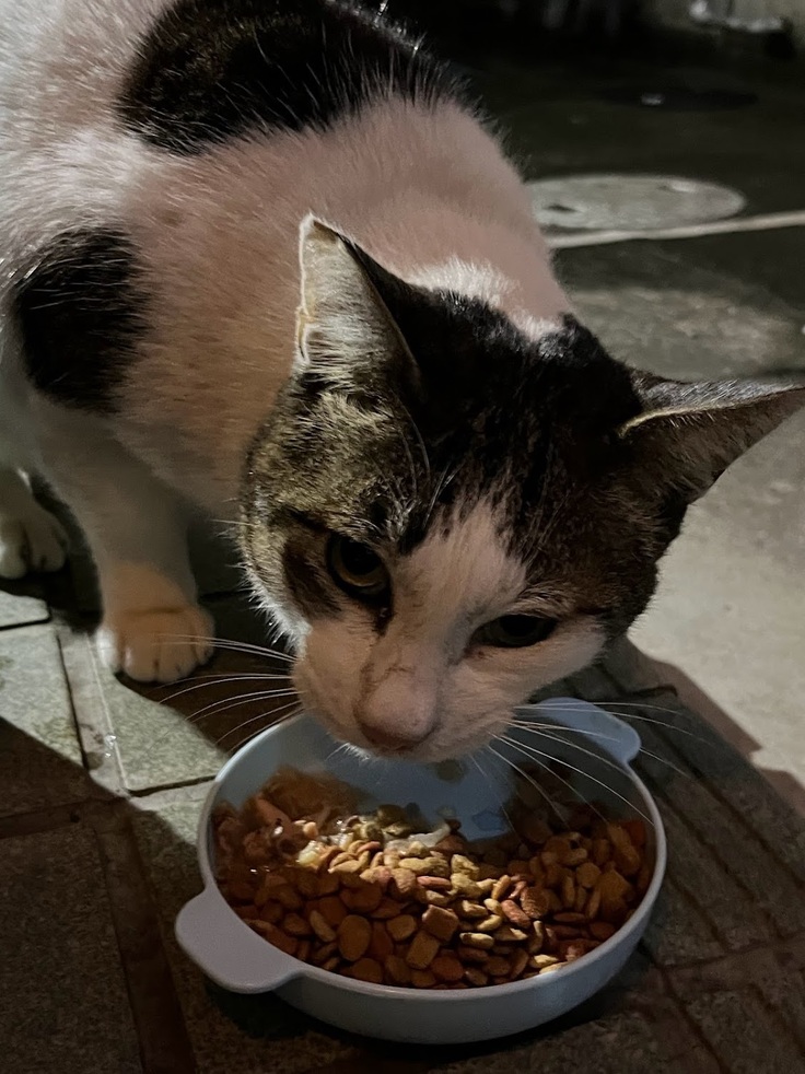 TNRM組今日の様子