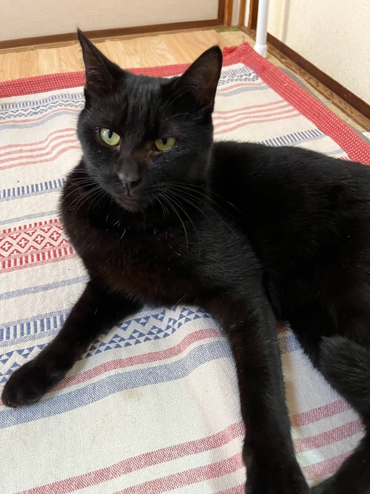 大人になったチョコくん