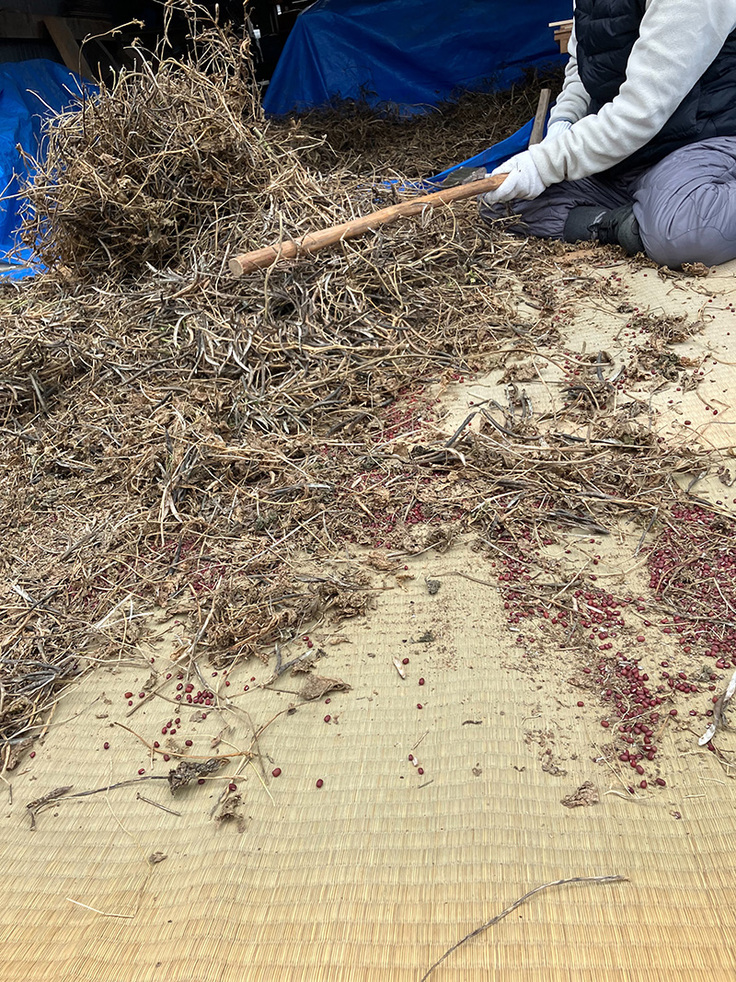 棒で叩いて脱穀