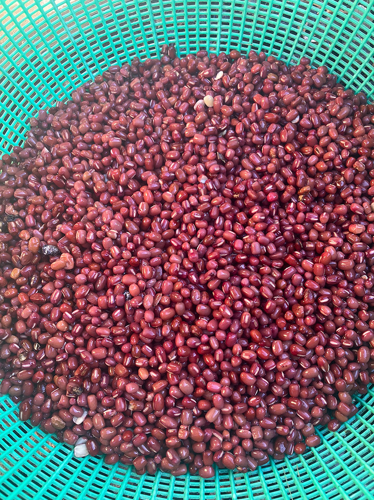 水選別し終わった小豆