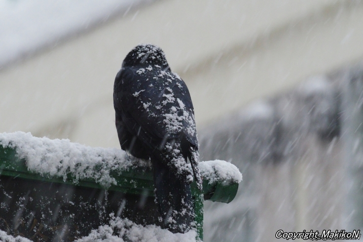 batch_batch_IMGP83080123 (1254).JPG