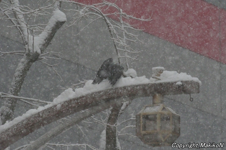 batch_IMGP83080123 (872).JPG