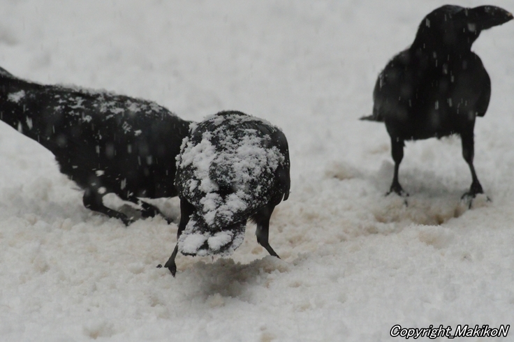 batch_IMGP83080123 (999).JPG