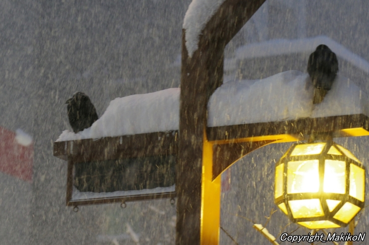 batch_IMGP17530116 (264).JPG