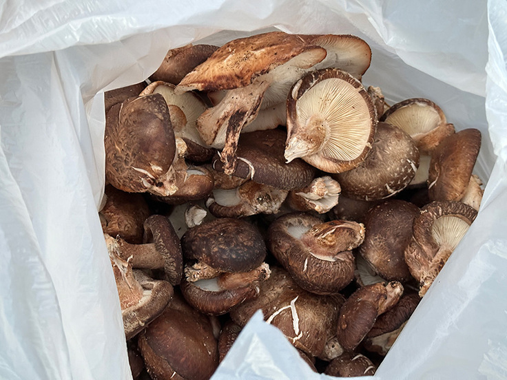 肝付町川辺地区の農家