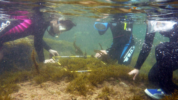 snorkeling.jpg