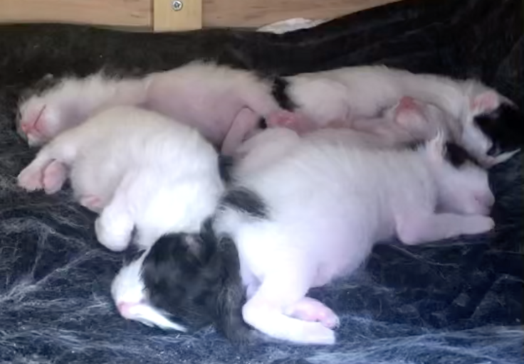 スクリーンショット 2024-02-08 18.32.33.png