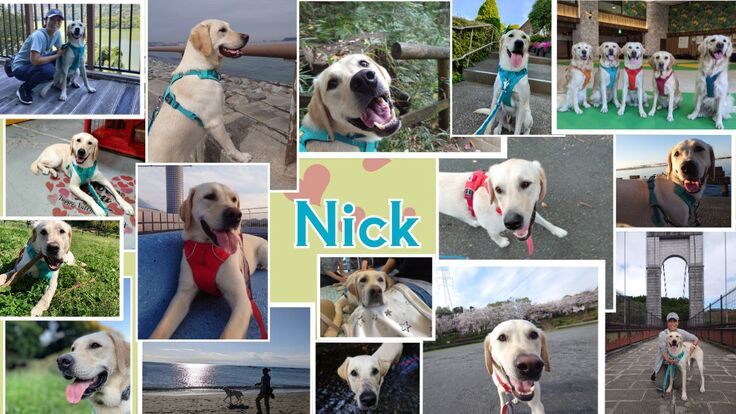 ニック譲渡RF (1200 x 675 px).jpg