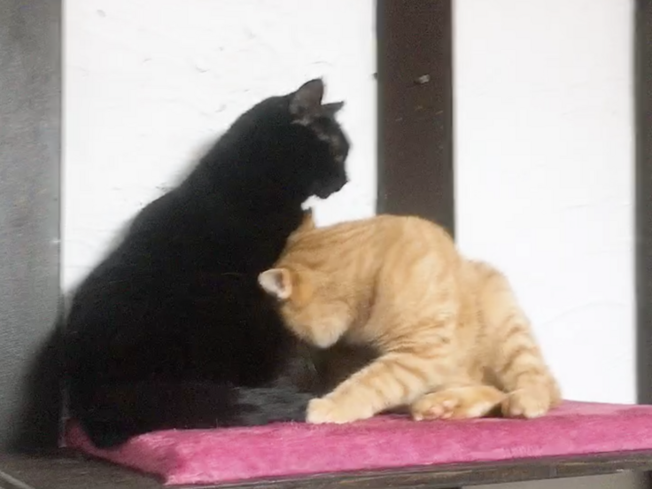 スクリーンショット 2024-02-11 23.37.17.png