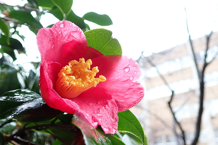 雨に濡れて咲いている赤い椿の花の写真
