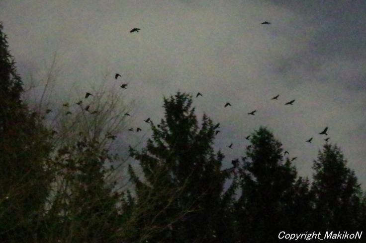 batch_1IMGP84530207 (56).JPG